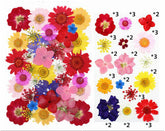 40 In 1 Pressed Flowers Fl149
